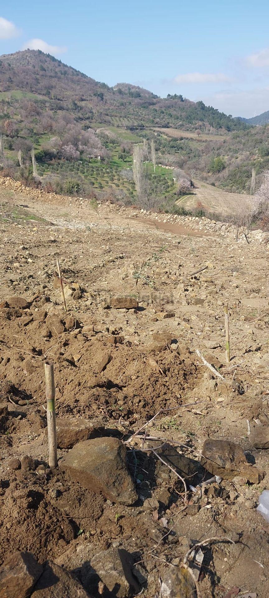 400 Ağaçlık Zeytinlik - 13