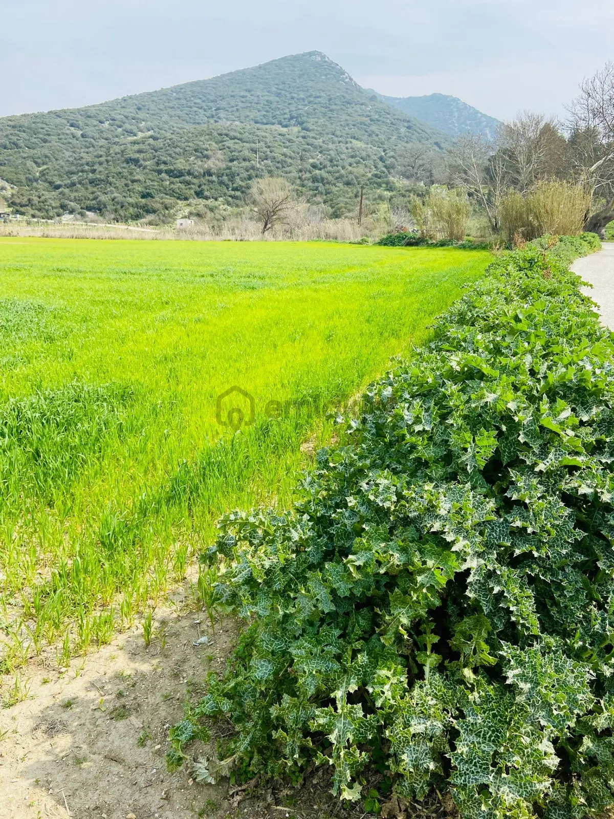 Kurşak Ta Asfalf Yola Cepheli Satılık Tarla 11415 M2 - 14