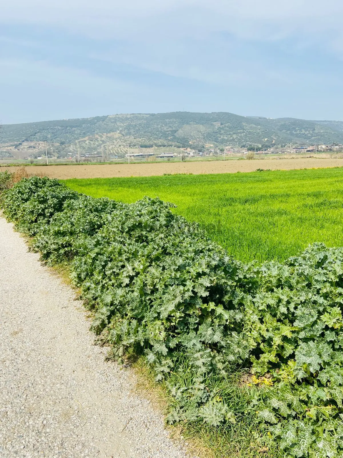 Kurşak Ta Asfalf Yola Cepheli Satılık Tarla 11415 M2 - 17