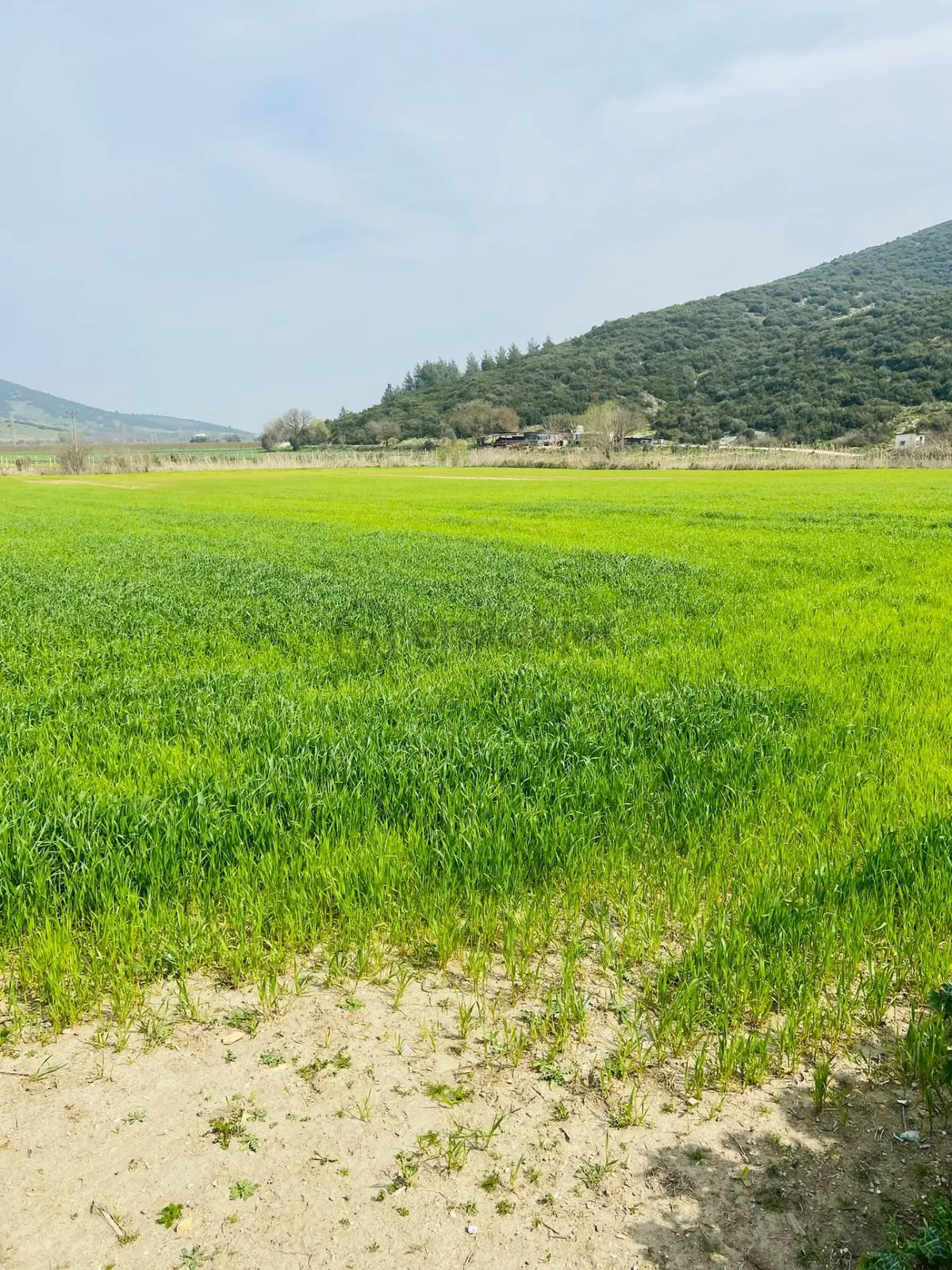 Kurşak Ta Asfalf Yola Cepheli Satılık Tarla 11415 M2 - 2