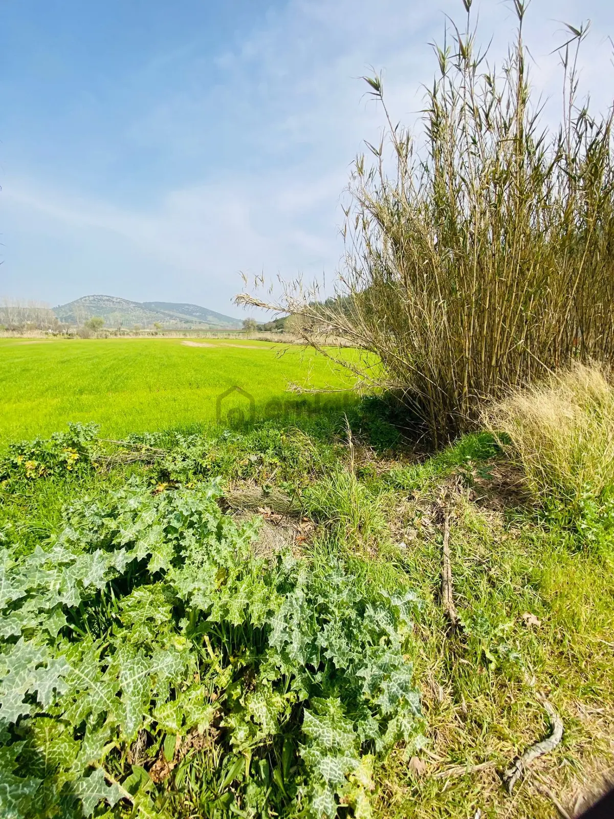 Kurşak Ta Asfalf Yola Cepheli Satılık Tarla 11415 M2 - 5