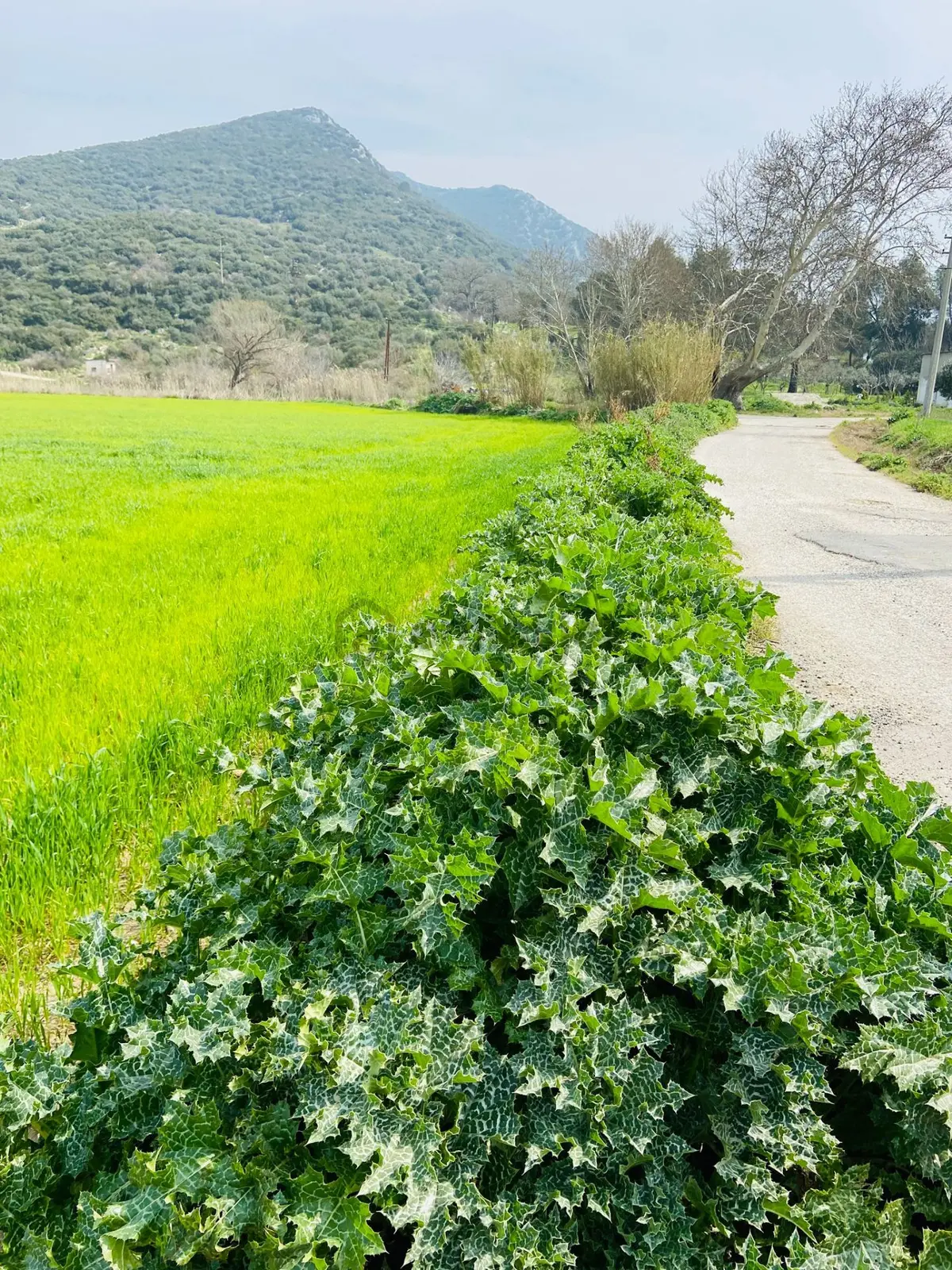 Kurşak Ta Asfalf Yola Cepheli Satılık Tarla 11415 M2 - 15