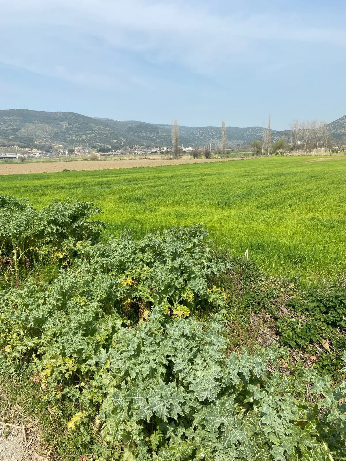 Kurşak Ta Asfalf Yola Cepheli Satılık Tarla 11415 M2 - 11