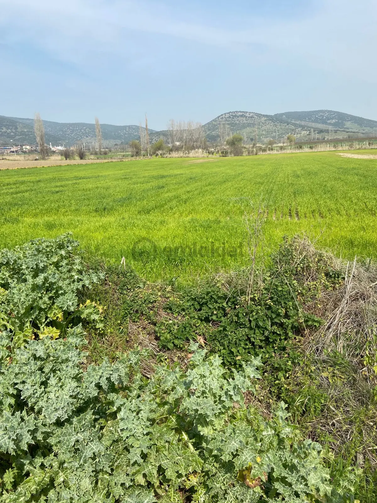 Kurşak Ta Asfalf Yola Cepheli Satılık Tarla 11415 M2 - 7