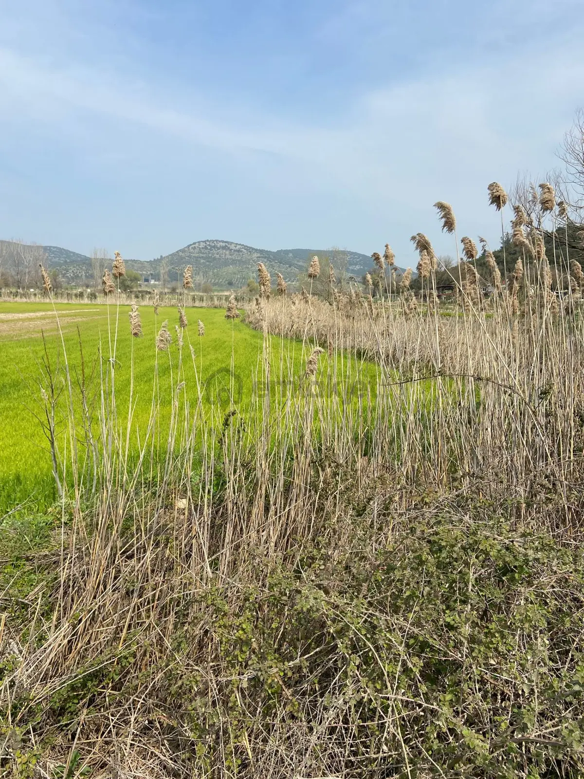 Kurşak Ta Asfalf Yola Cepheli Satılık Tarla 11415 M2 - 20
