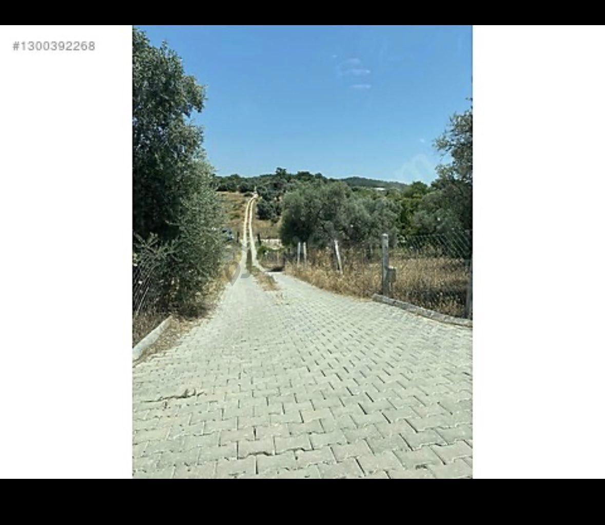 Sahibinden Bakımlı Tarla - 4