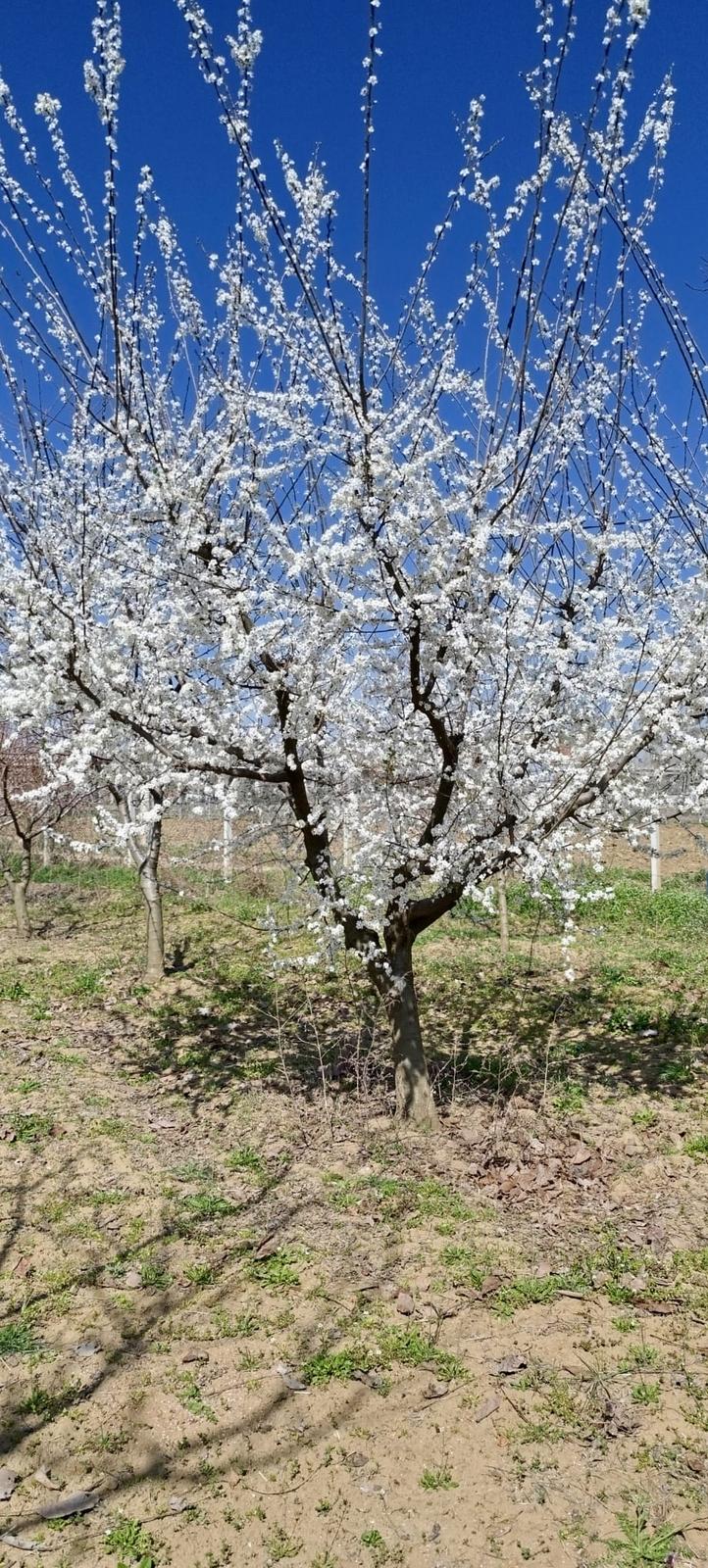 Edirne Karaağaç Mahallesinde Satılık Ceviz Bahçesi - 13