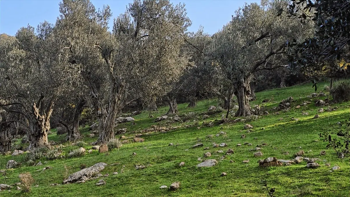 Bergama Sindel Mahallesinde Satılık Zeytinlik - 19