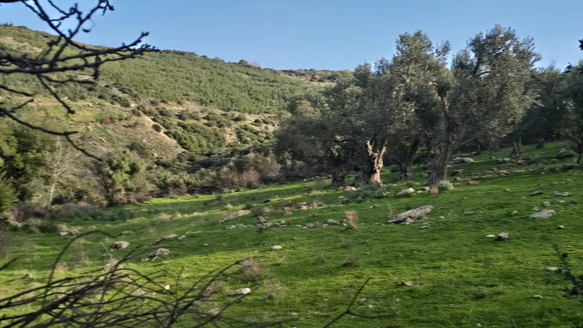 Bergama Sindel Mahallesinde Satılık Zeytinlik - 24