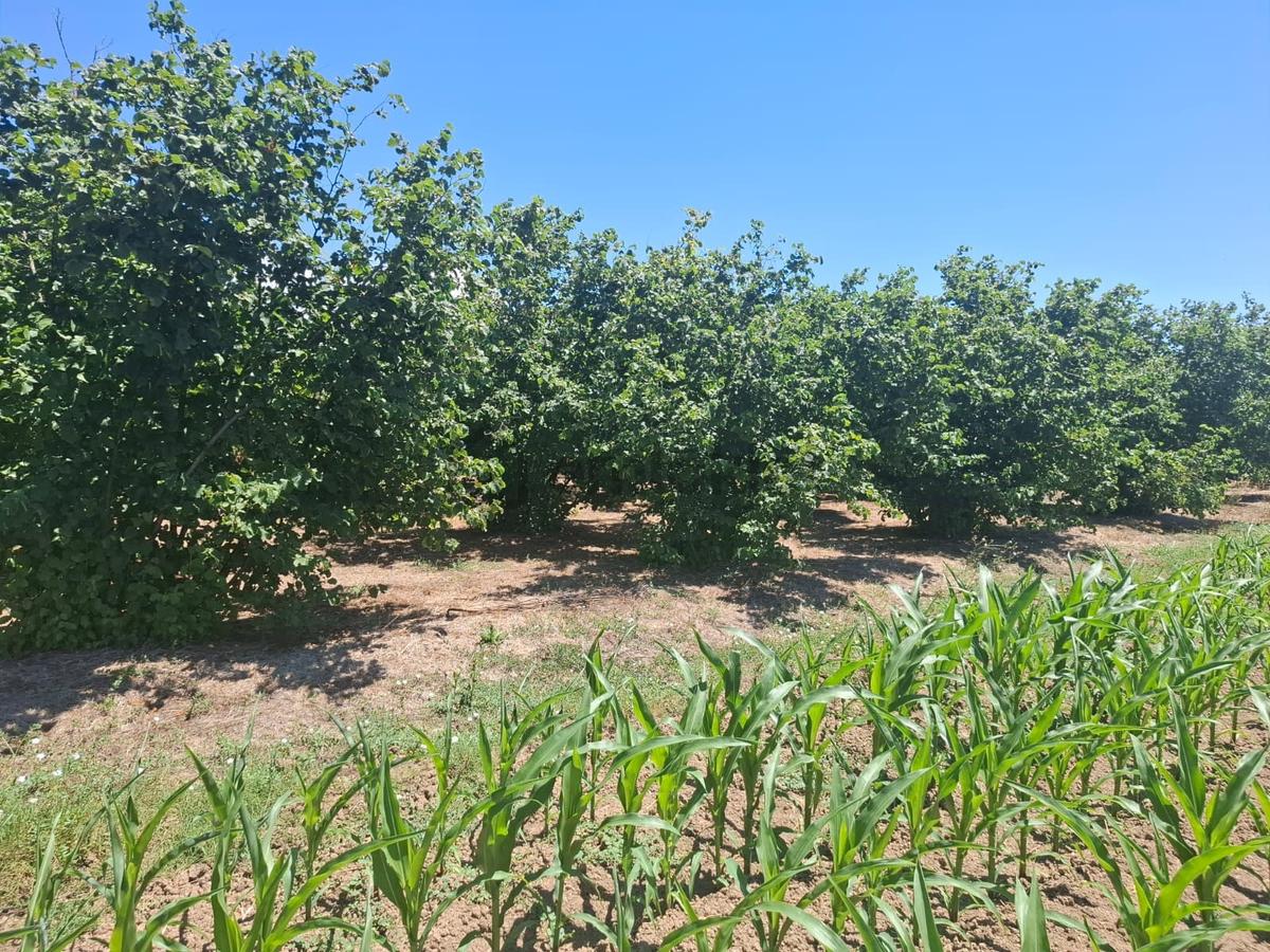 Kurudilde 10.978 M2 Satılık Fındık Bahçesi - 10