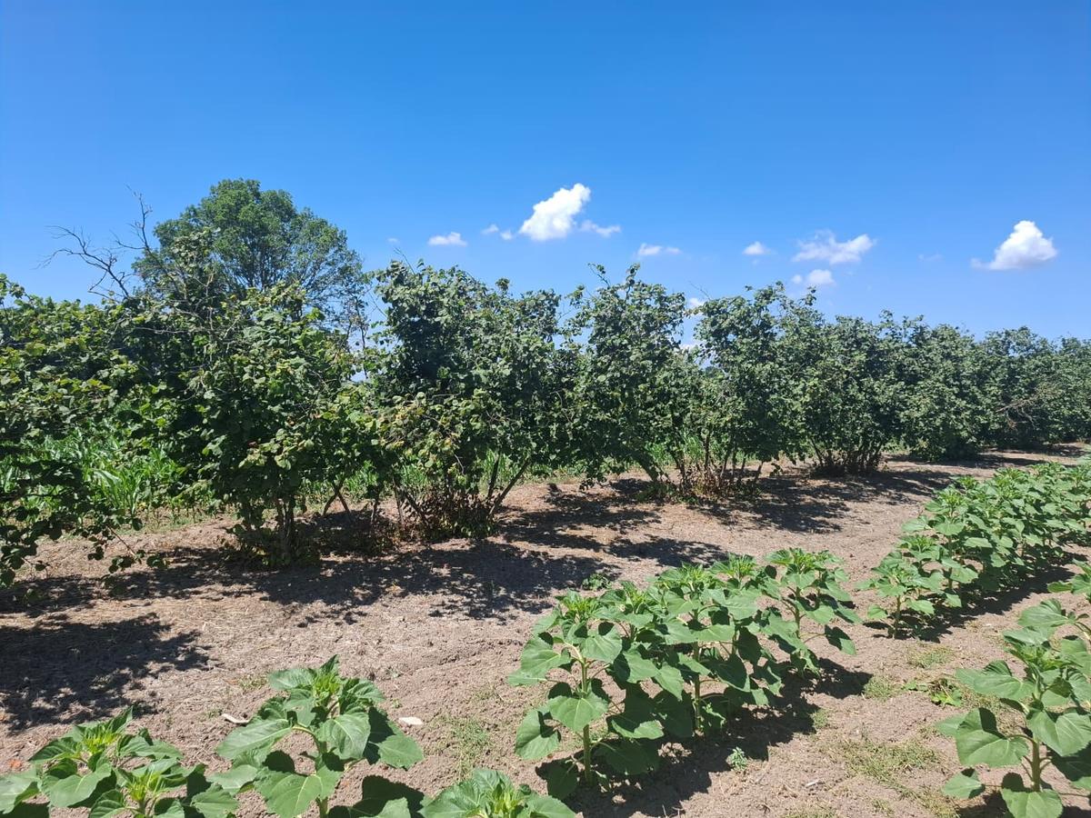 Kurudilde 10.978 M2 Satılık Fındık Bahçesi - 3