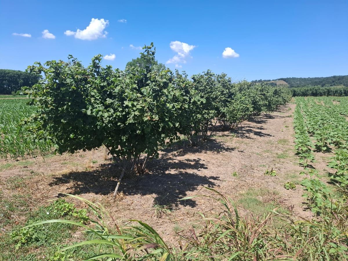 Kurudilde 10.978 M2 Satılık Fındık Bahçesi - 18