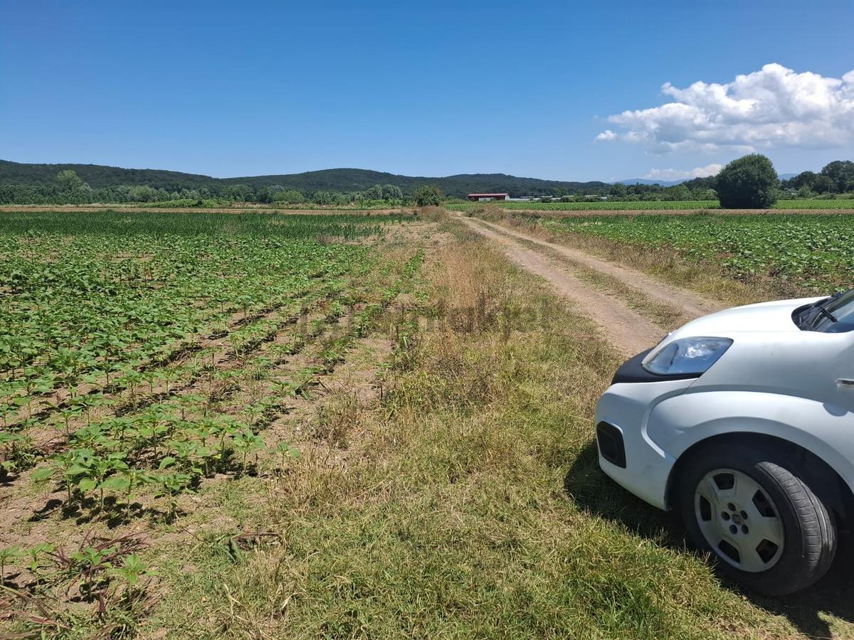 Kurudilde 10.978 M2 Satılık Fındık Bahçesi - 9