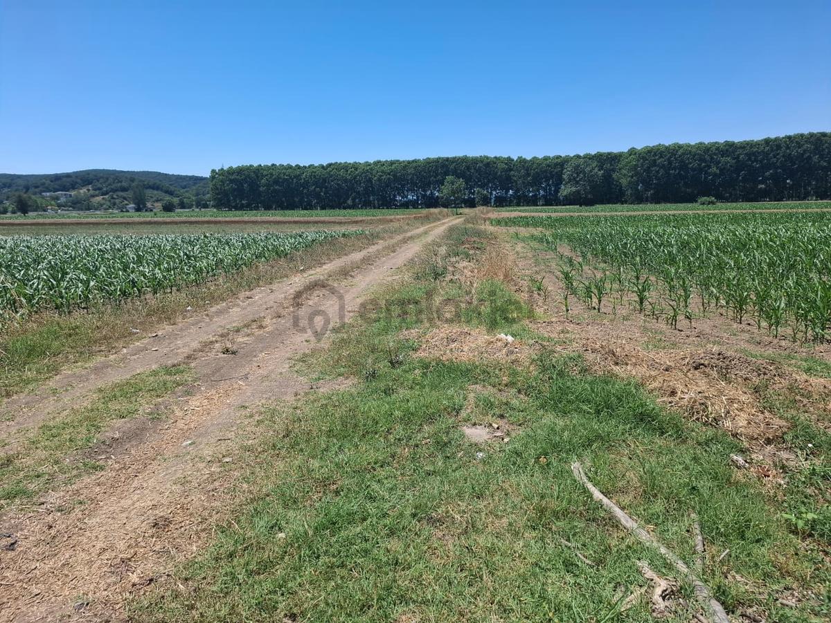Kurudilde 10.978 M2 Satılık Fındık Bahçesi - 25