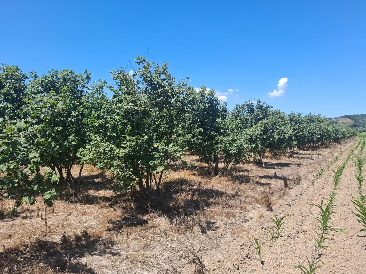 Kurudilde 10.978 M2 Satılık Fındık Bahçesi - 31