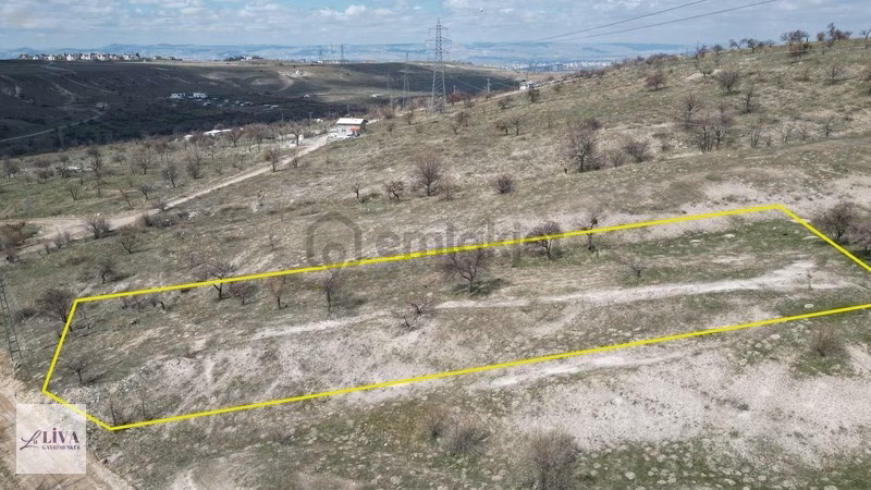 Liva'dan Reşadiye'de Tek Tapu 2171 M² Bağ - 3