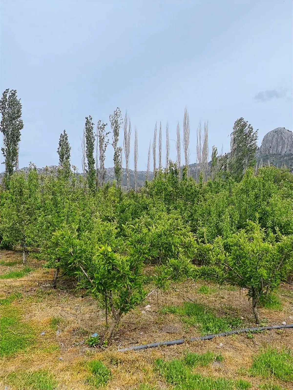 Sorgun'da Merkezi Konumda 3.372m2 Fırsatı !! - 25