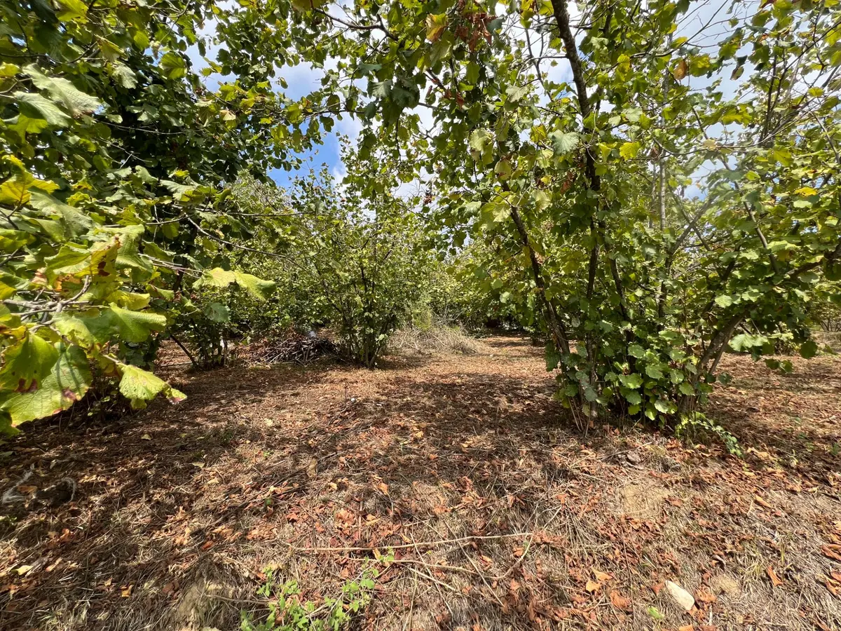 Konuralp'te 479 M2 Satılık Köşe Parsel - 32