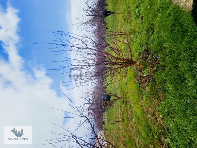 Elmalı Akçay Da Kelepir Sera& Bahçe... - 4