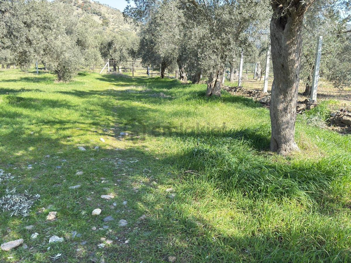 Satılık Zeytinlik - 6