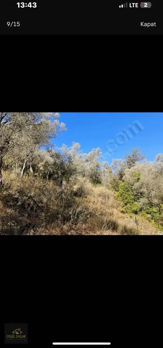 Milas Kuzyakada Satılık Zeytinlik - 3