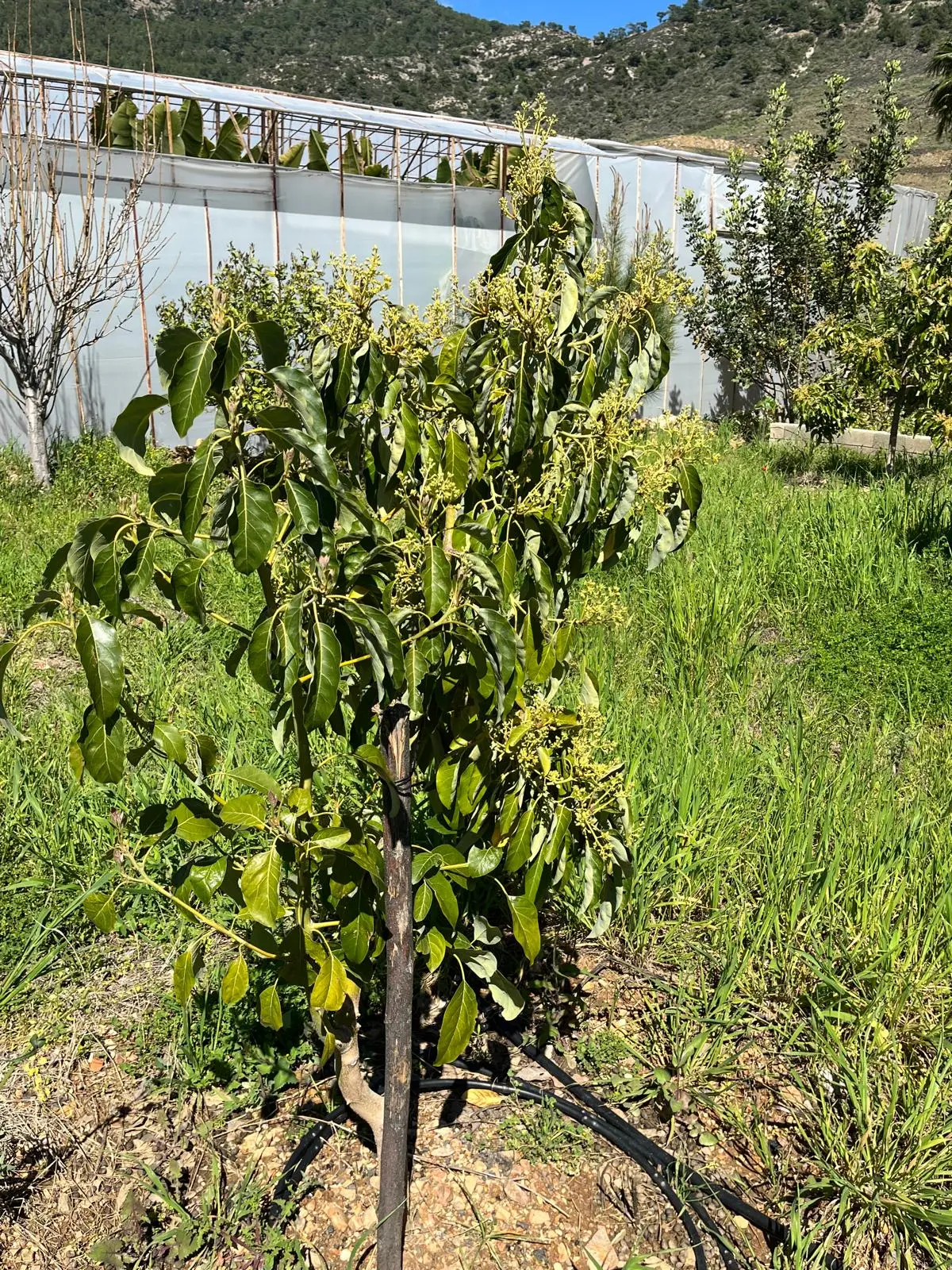 Mersin Anamur Satılık Müstakil Arsa - 12