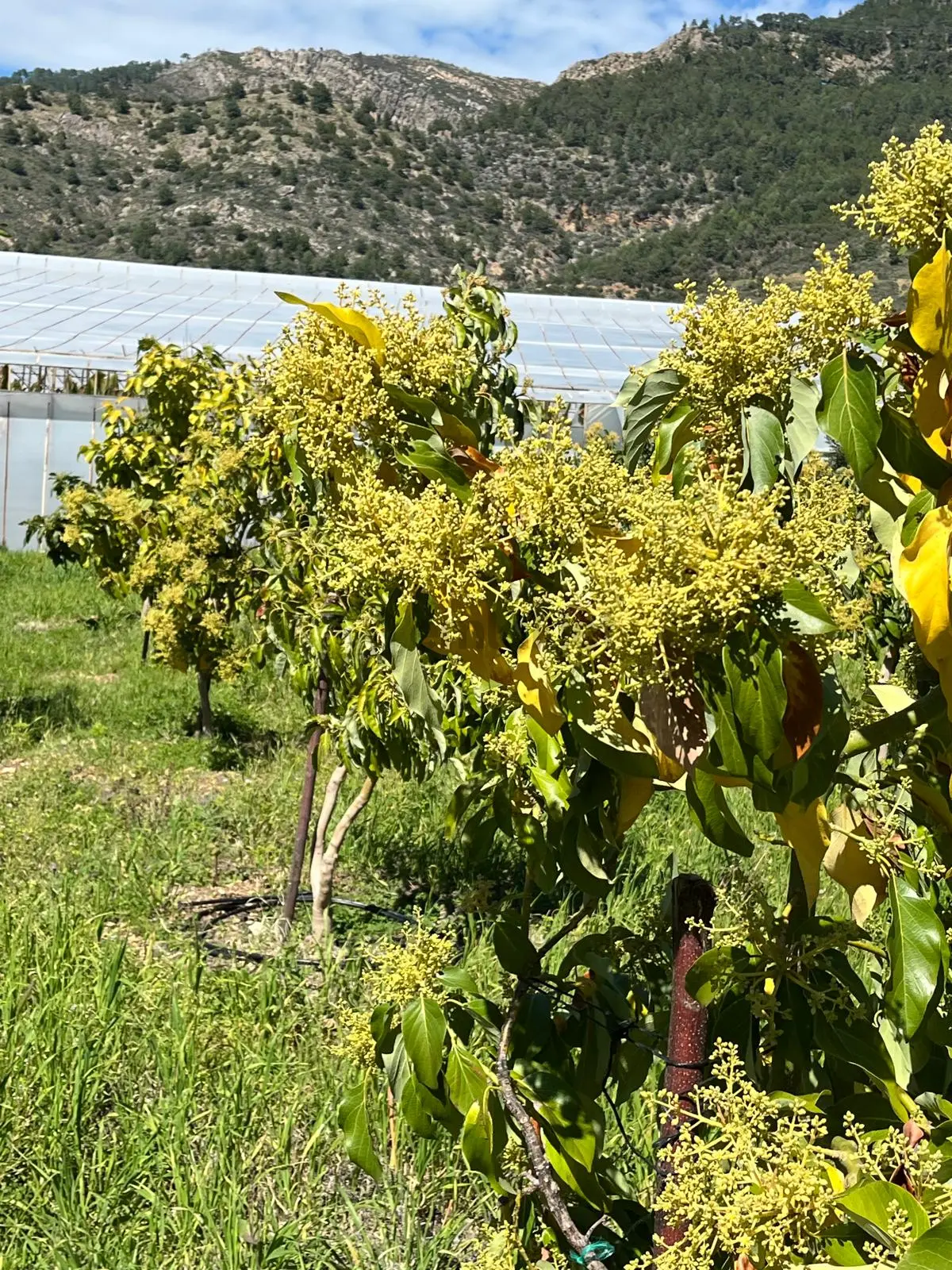 Mersin Anamur Satılık Müstakil Arsa - 9
