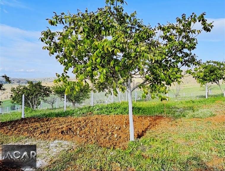 Akyurt'ta , E-devletli, 250 M2, Ceviz Ağaçlı, Sulu , Kameralı - 8
