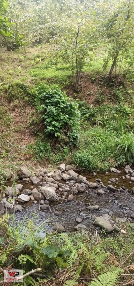 Giresun Görelede Satılık Fındık Bahçesi - 7