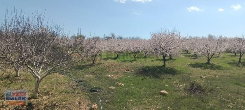 Aydıncık Emlaktan Satılık Bahçe Ve Ev - 22