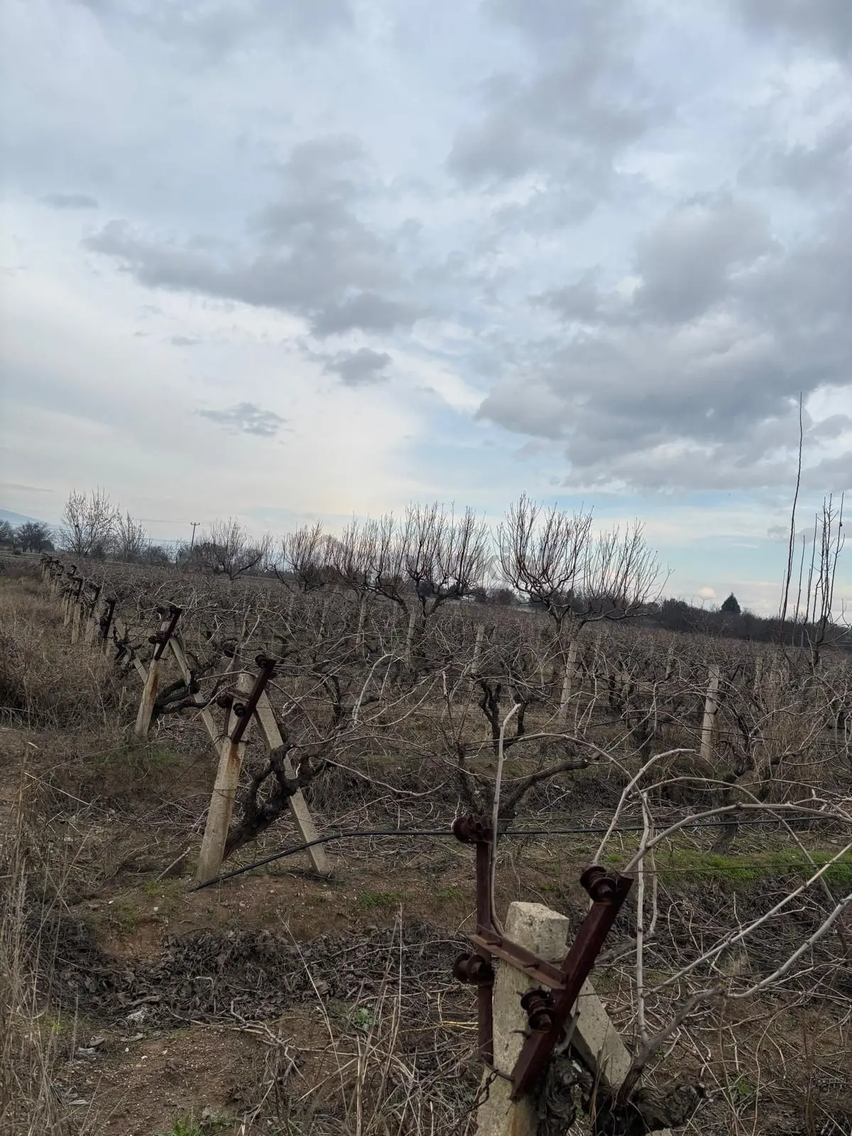 Eymen Emlak'tan Satılık 6 Dönüm Üzüm Bağı 🍇 - 5