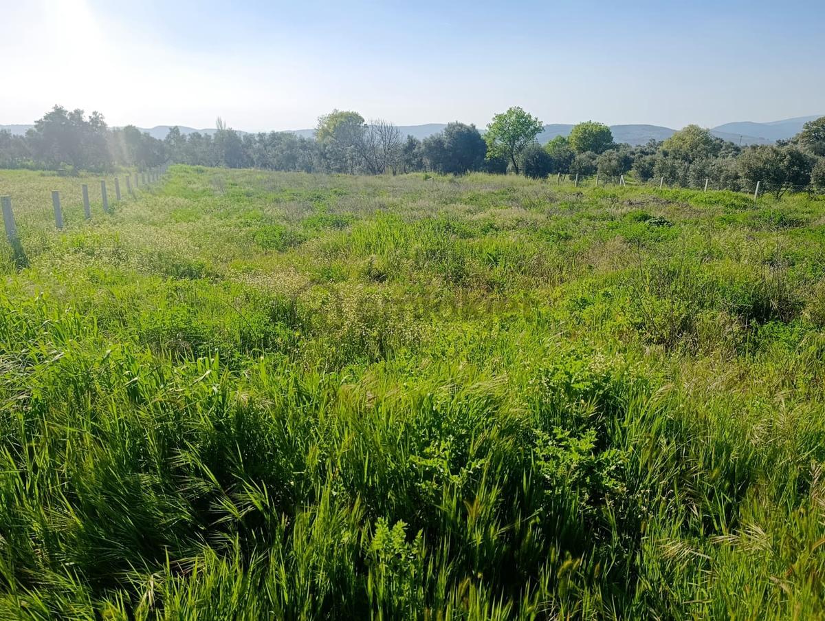 Torbalı Dirmil Mahallesi'nde 1848m2 Satılık Bağ - 11