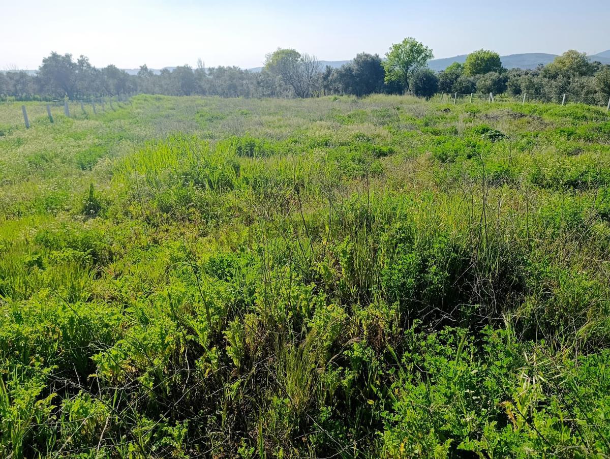 Torbalı Dirmil Mahallesi'nde 1848m2 Satılık Bağ - 17