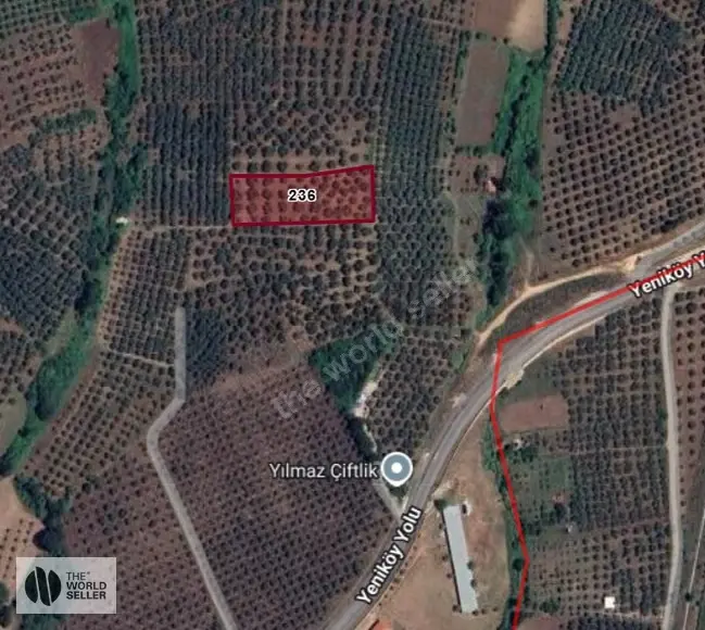 Yeniköy Girişinde Fırsat Zeytinlik