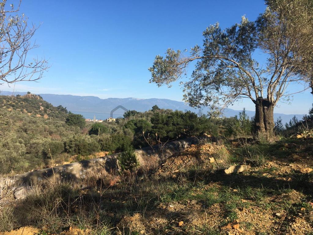 Satılık Zeytinlik - 33