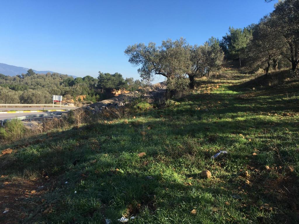 Satılık Zeytinlik - 24