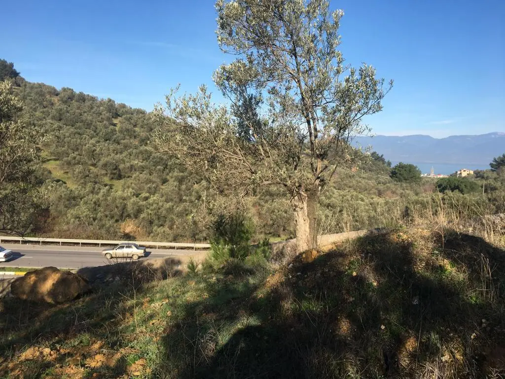 Satılık Zeytinlik - 30