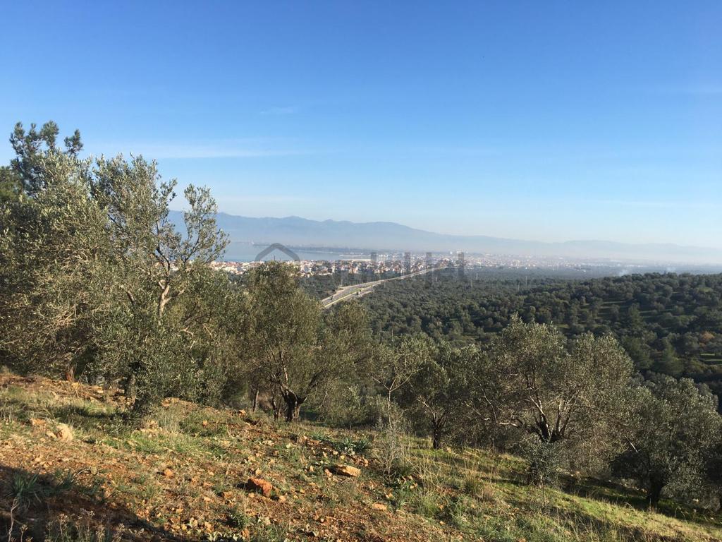 Satılık Zeytinlik - 6