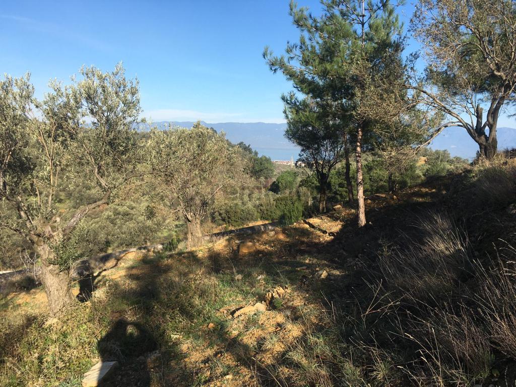 Satılık Zeytinlik - 34