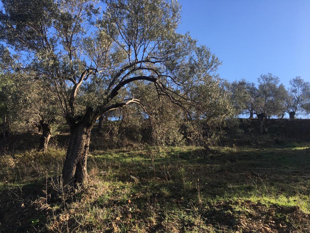 Satılık Zeytinlik - 27