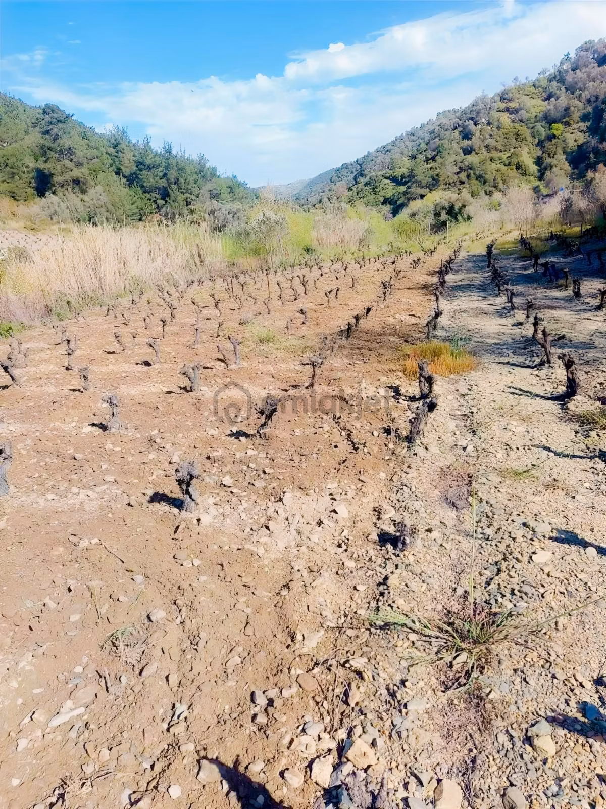 Güzelbahçe Payamlı'da Satılık Dere Kenarında Bağ - 17
