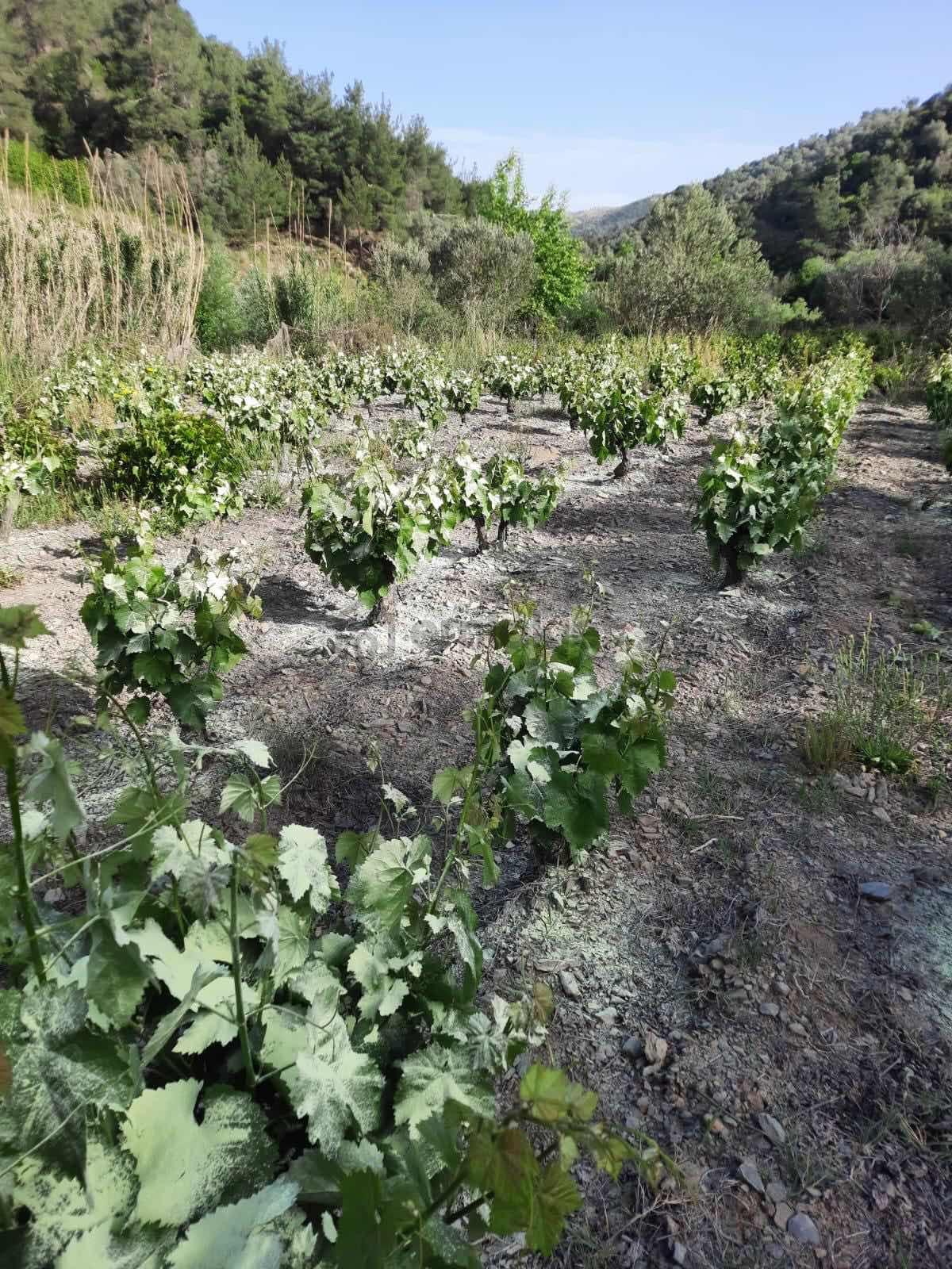 Güzelbahçe Payamlı'da Satılık Dere Kenarında Bağ - 10