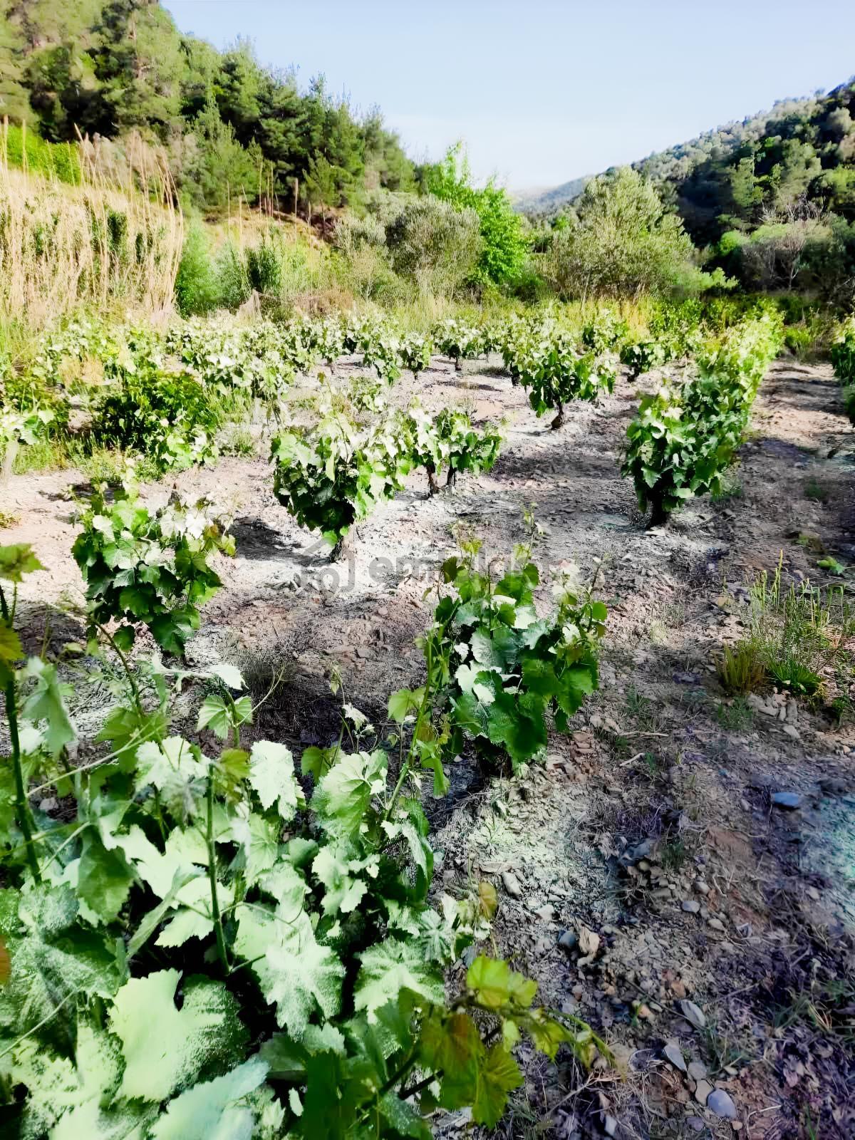 Güzelbahçe Payamlı'da Satılık Dere Kenarında Bağ - 20