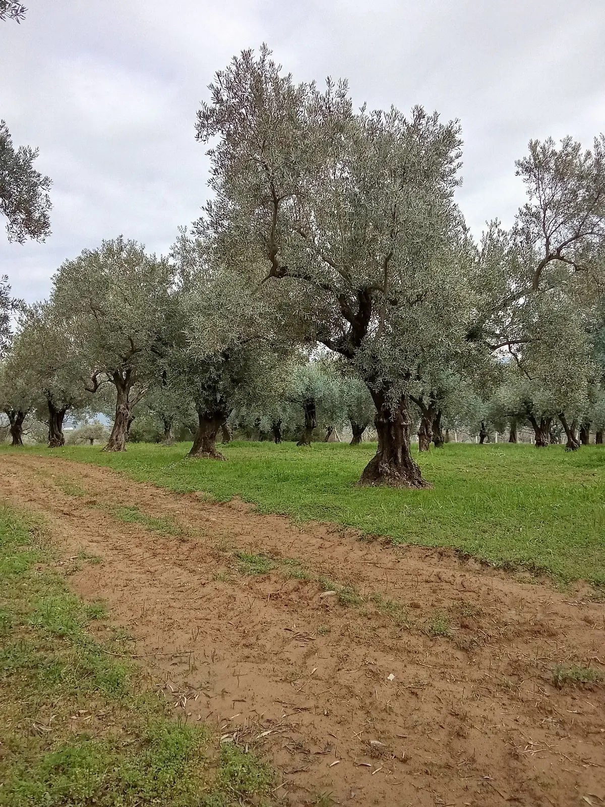 Sahibinden Torbalı Çakırbeylide Yola Cephe 11.457 M² Zeytinlik - Yatırımlık (fırsat) - 3