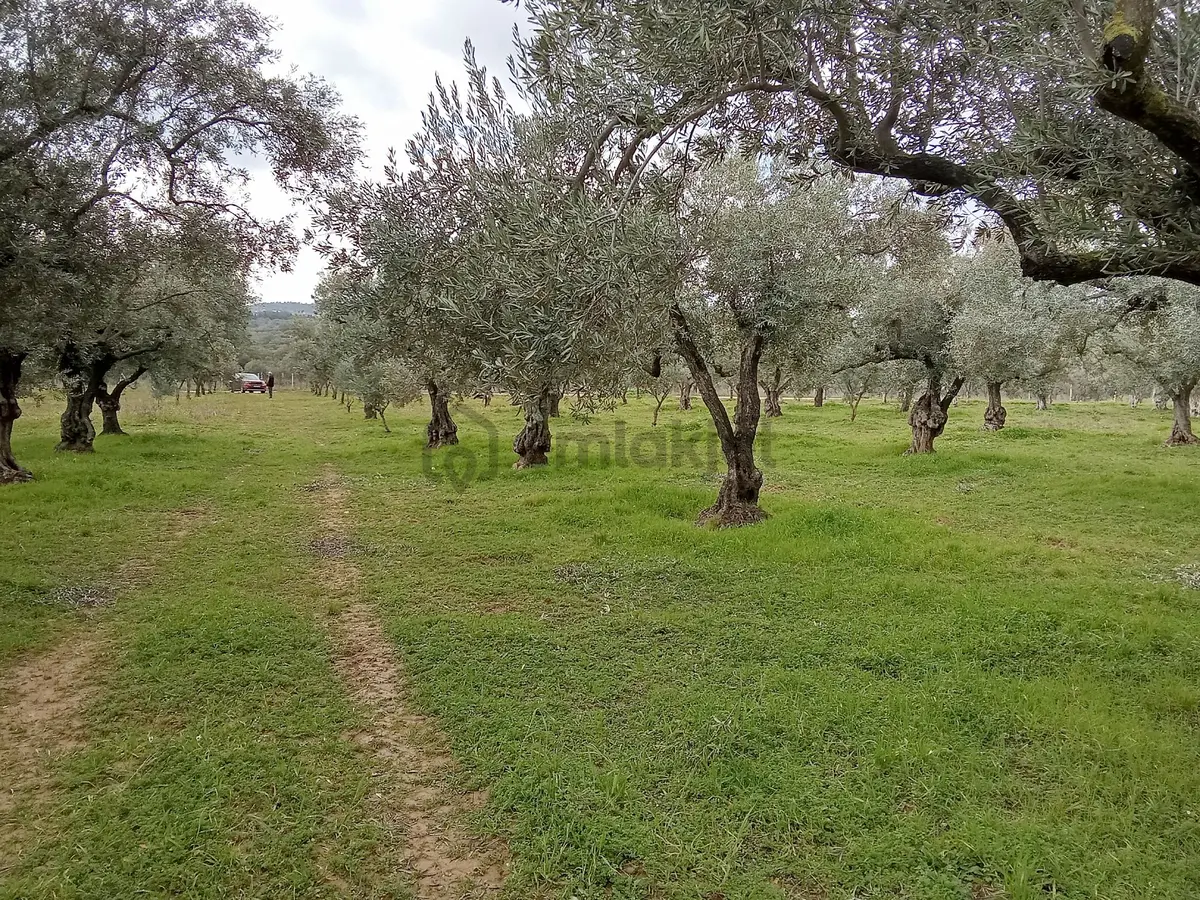 Sahibinden Torbalı Çakırbeylide Yola Cephe 11.457 M² Zeytinlik - Yatırımlık (fırsat) - 11