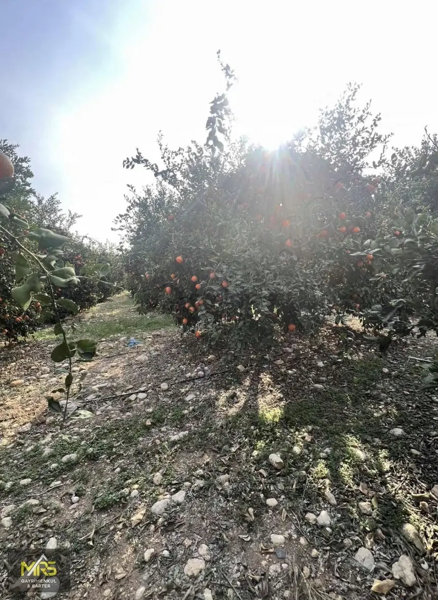 Mersin Akdeniz Bekirde Satılık Portakal Bahçesi - 9