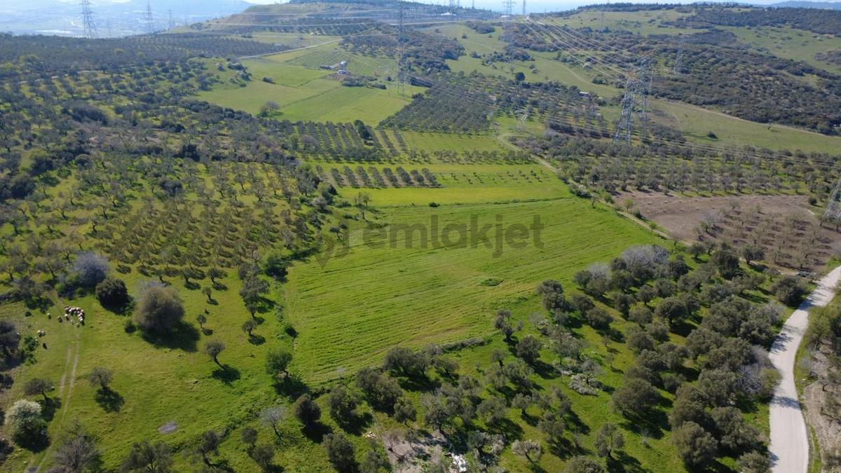 Samurluda 10500m2 Satılık Yolu Olan Tarla - 20