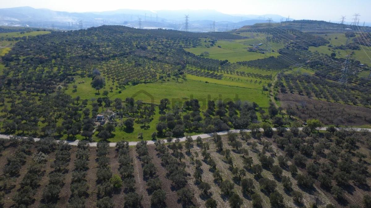 Samurluda 10500m2 Satılık Yolu Olan Tarla - 4