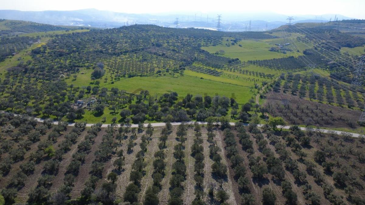 Samurluda 10500m2 Satılık Yolu Olan Tarla - 5