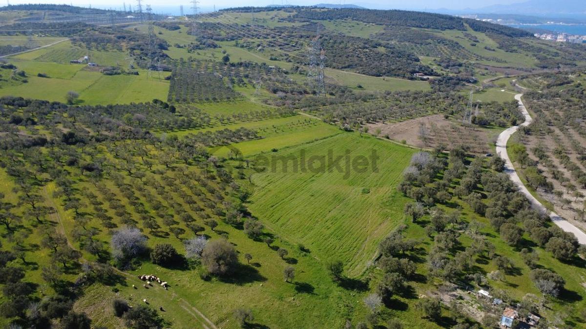 Samurluda 10500m2 Satılık Yolu Olan Tarla - 19